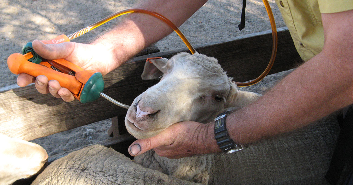 Worm Management for Weaners
